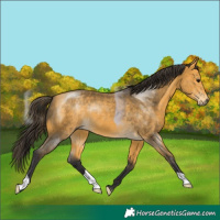 Horse Color:Buckskin 
