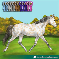 Horse Color:Buckskin Appaloosa