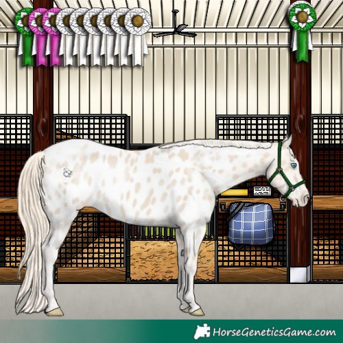 Horse Color:Smoky Creme Near Leopard 