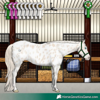 Horse Color:Smoky Creme Appaloosa
