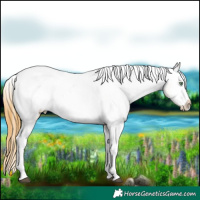 Horse Color:Buckskin Dun Tobiano Appaloosa 