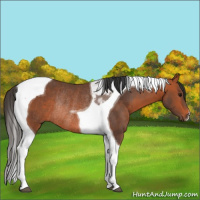 Horse Color:Bay Tobiano Rabicano 