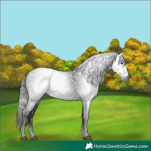 Horse Color:Gray White Spotted Liver Chestnut