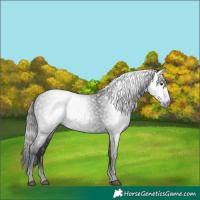 Horse Color:Gray White Spotted Liver Chestnut