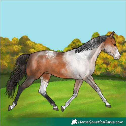 Horse Color:White Spotted Bay Sabino Rabicano 