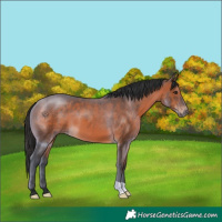 Horse Color:Brown 