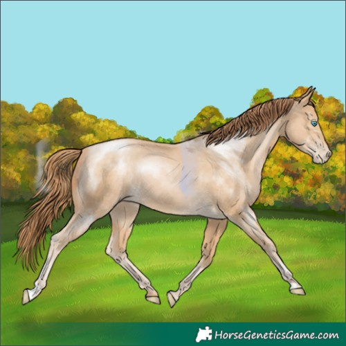 Horse Color:Buckskin Pearl 