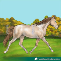 Horse Color:Buckskin Pearl 