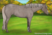 Horse Color:Silver Blue Roan Sabino 
