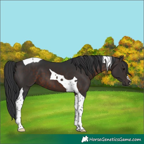 Horse Color:Brown Tobiano 