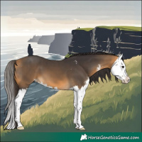 Horse Color:Buckskin Sabino Splash