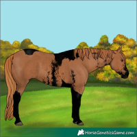 Horse Color:Void Chestnut Sabino Tobiano Rabicano 