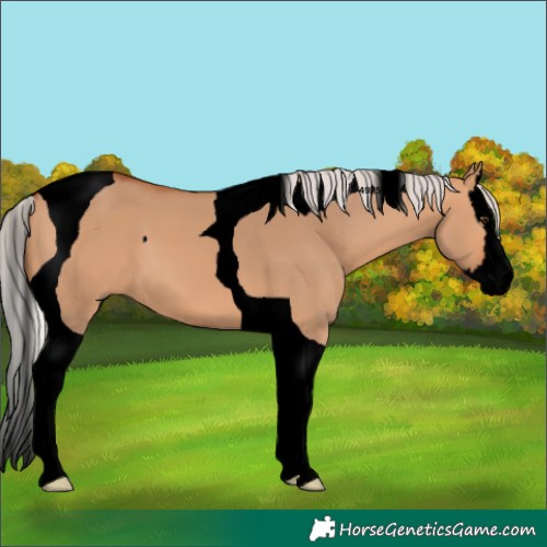 Horse Color:Void Silver Bay Dun Splash Tobiano