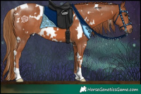Horse Color:White Spotted Chestnut 