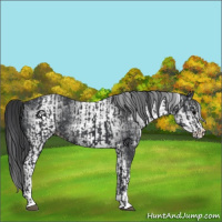 Horse Color:Black  and White Spotted Black 