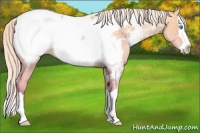 Horse Color:Silver Sable Cream Champagne Pearl Dun Splash Near Leopard 
