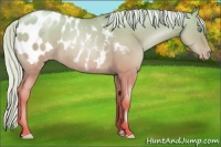 Horse Color:Silver Classic Champagne Pearl Dun Appaloosa 