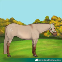 Horse Color:Red Dun 