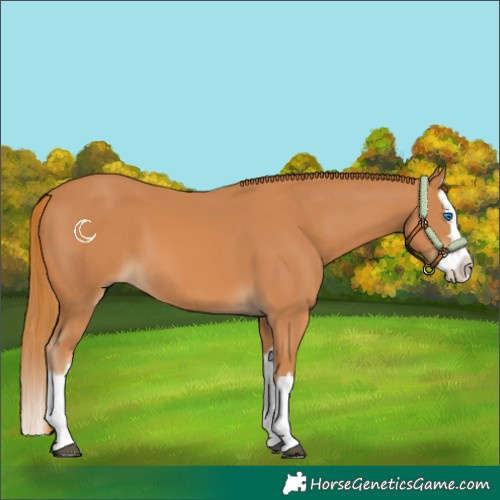 Horse Color:Chestnut Splash