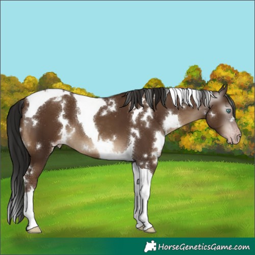 Horse Color:Gray White Spotted Classic Champagne Tobiano 