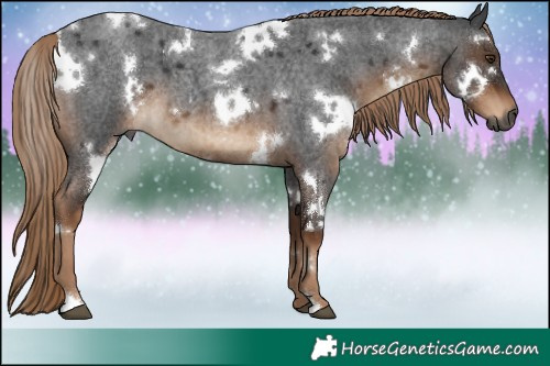 Horse Color:Gray White Spotted Liver Red Roan 
