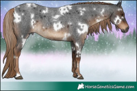 Horse Color:Gray White Spotted Liver Red Roan