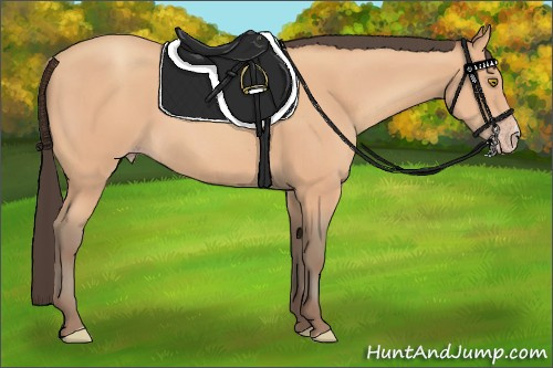 Horse Color:Amber Champagne 