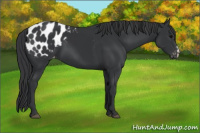 Horse Color:Black Appaloosa 