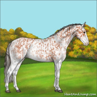 Horse Color:White Spotted Bay Roan Splash and White Spotted Bay Roan Splash Appaloosa