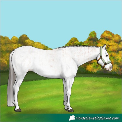 Horse Color:White Spotted Bay Splash  and White Spotted Bay Splash 
