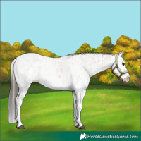 Horse Color:White Spotted Bay Splash  and White Spotted Bay Splash 