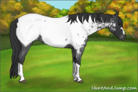 Horse Color:Blue Roan Appaloosa 