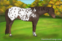 Horse Color:Liver Chestnut Tobiano Appaloosa