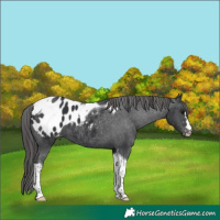 Horse Color:Black Tobiano Appaloosa 