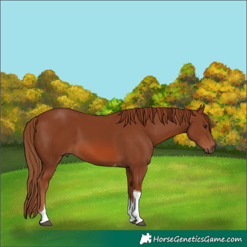 Horse Color:Chestnut Tobiano 