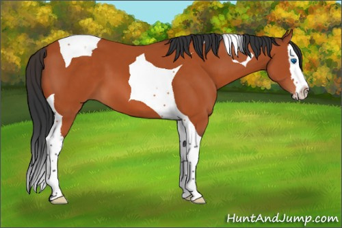 Horse Color:Bay Splash Tobiano