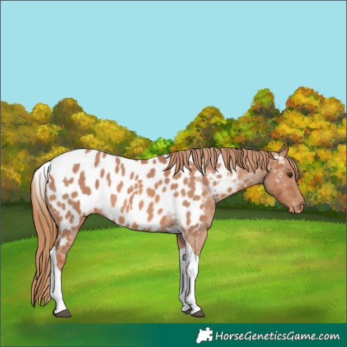 Horse Color:Red Roan Tobiano Appaloosa 