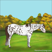 Horse Color:Liver Chestnut Tobiano Appaloosa 