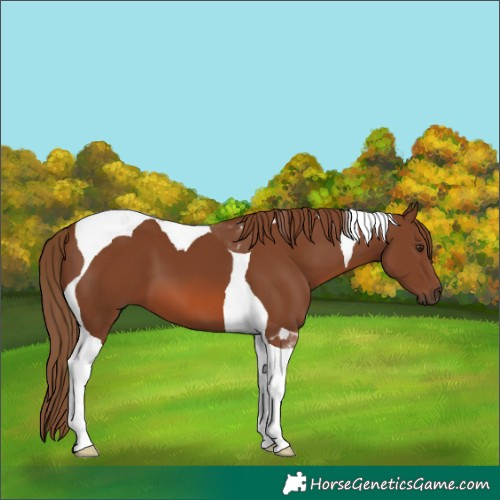 Horse Color:Chestnut Tobiano 