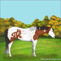 Horse Color:Bay Sabino Splash Tobiano Appaloosa 