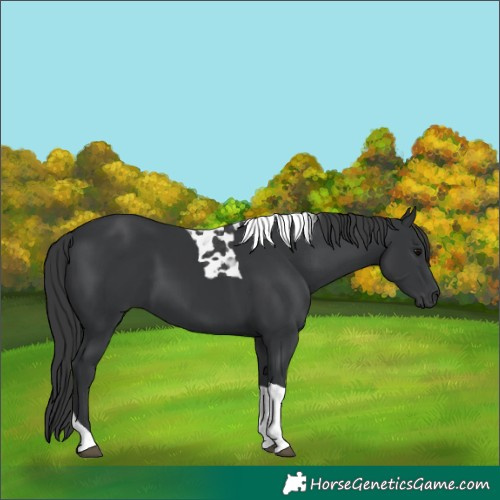 Horse Color:Black Tobiano 
