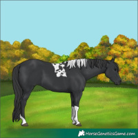 Horse Color:Black Tobiano 