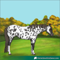 Horse Color:Smoky Black Tobiano Appaloosa 