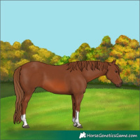 Horse Color:Chestnut Tobiano 
