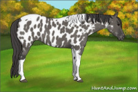 Horse Color:Grullo Tobiano Appaloosa 