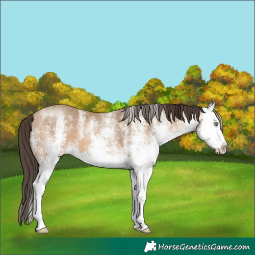 Horse Color:White Spotted Amber Champagne Splash