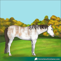 Horse Color:White Spotted Amber Champagne Splash 