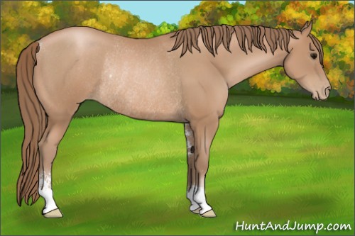 Horse Color:Black Pearl Sabino Rabicano