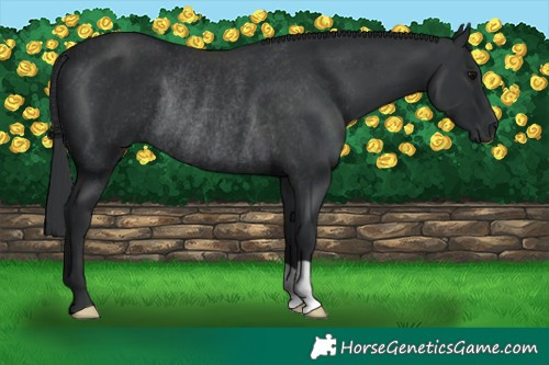 Horse Color:Black Rabicano 