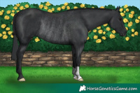 Horse Color:Black Rabicano